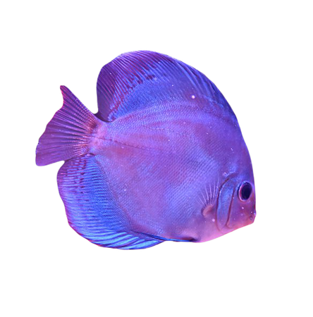 Aquarium Beautiful Tropical Fish, Still Life Photography, Natural, Swim PNG Transparent Image and Clipart for Free Download