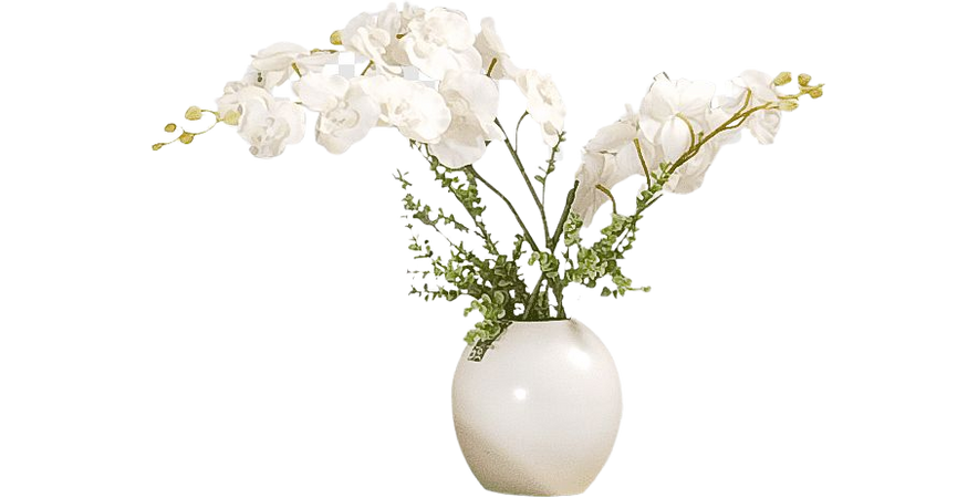 White moth orchid on vase, Vase Flower, vase