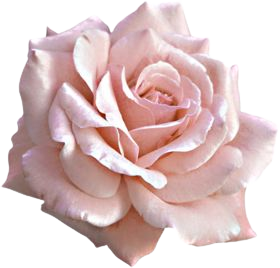 dusty pink rose