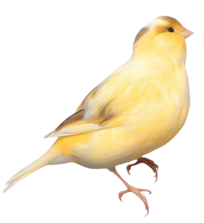 Yellow bird png