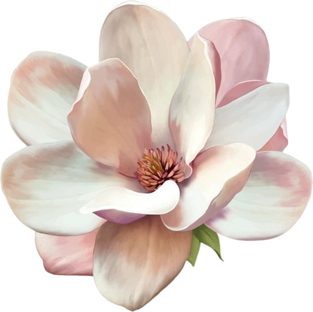 Magnolia tattoo, signe de respect et de fidélité dans la durée