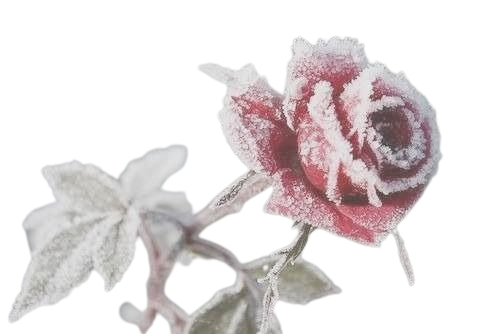 • snow winter flower rose frozen lovepeaceandwolves •