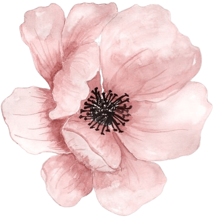 Pink Anemone Watercolor