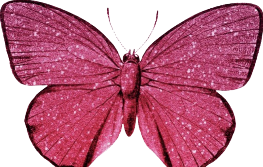 magenta pink butterfly