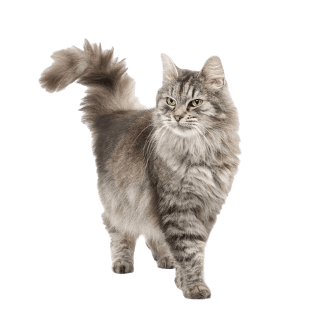 Dog And Cat png download - 1000*1000 - Free Transparent Persian Cat png Download. - CleanPNG / KissPNG