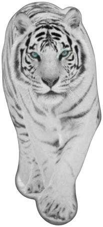 white tiger ♡