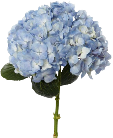 Hydrangea, Blue | Metro Flower Market