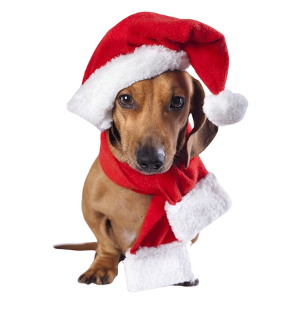 Christmas And New Year Background png download - 650*932 - Free Transparent Dachshund png Download. - CleanPNG / KissPNG