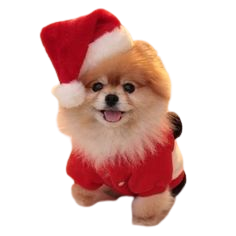 I'm Santa's elf...who's he? #dogs #pets #Pomeranians facebook.com/sodoggonefunny | Cute baby animals, Cute animals, Christmas puppy