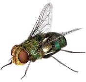 fly - Google Search