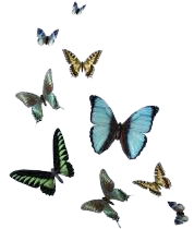 blue and green butterflies