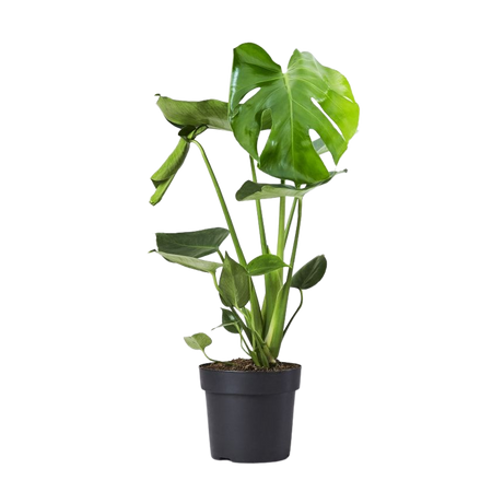 Swiss Cheese Plant | Monstera Deliciosa | Indoor Plants in London | Patch