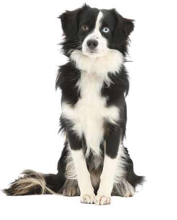 36718-Black-and-white-Mini-American-Shepherd-dog-white-background.jpg (825×1104)