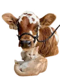 farm animals aesthetic - Google Search