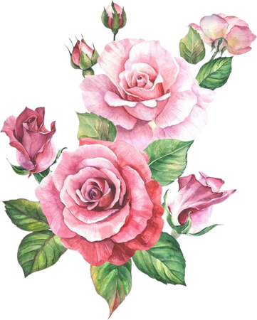 Pink Watercolor Roses