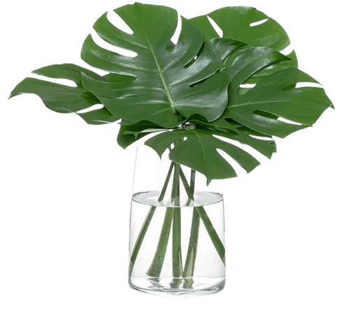 monstera leaf in vase au - Google Search
