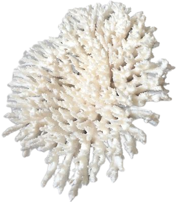 White coral in branch | Selency