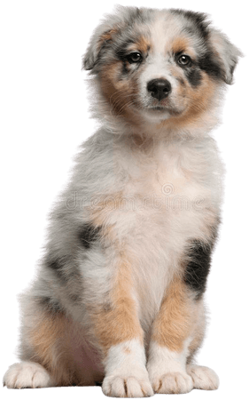 australian shepherd puppy transparent background - Google Search