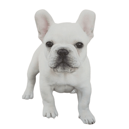 frenchie dog white - Google Search