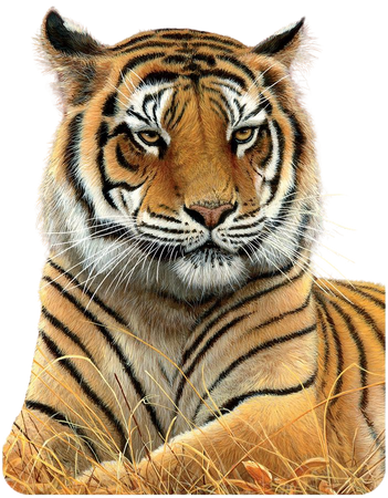 Tiger Print - photo