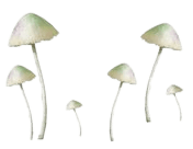 mushrooms filler