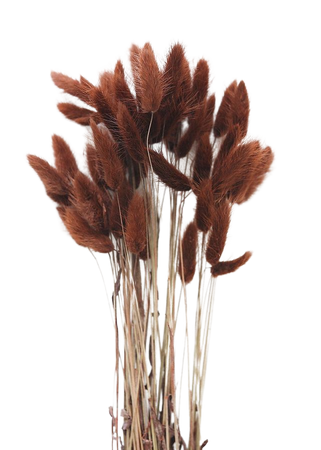 Online Dried Flowers & Grasses at Afloral.com | Bunny Tails in Brown