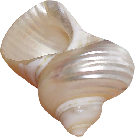 Cream Shell (yebbi-gongju.tumblr.com)
