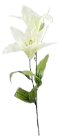 lily flower - Google Search
