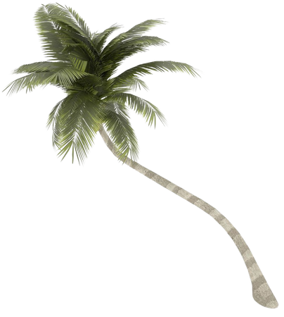 palm trees transparent - Google Search