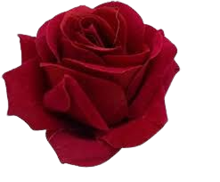 red rose hair accessory - Google Search