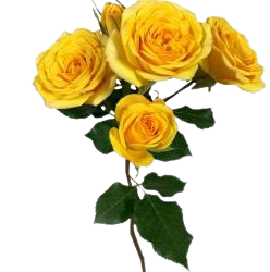 yellow baby roses - Google Search