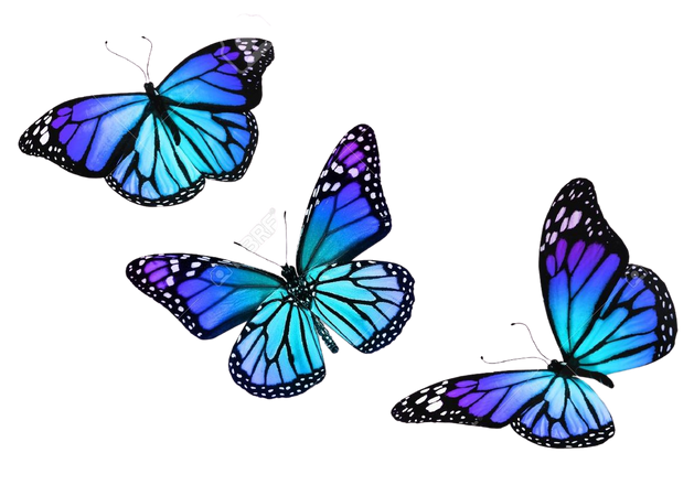 purple and blue butterfly - Google Search