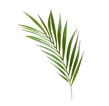 palm stem