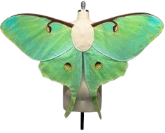 Oversized LUNA MOTH Costume Wings, Moth Costume, Made to Order
