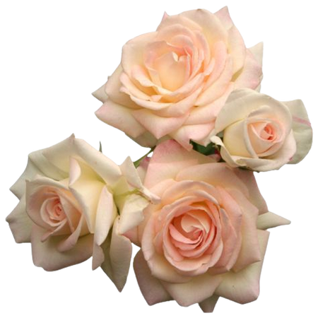 rose flower filler png moodboard