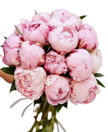 Pretty Pink Peonies rs®