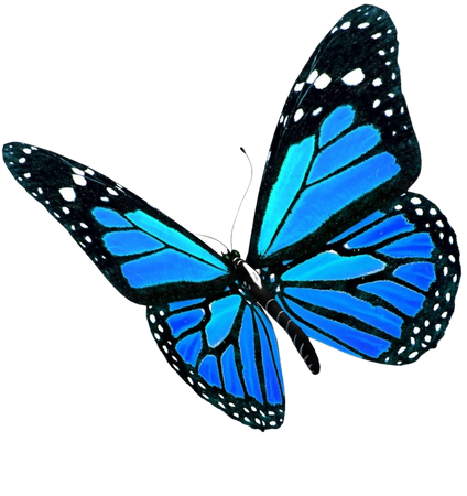 butterfly png - Google Search