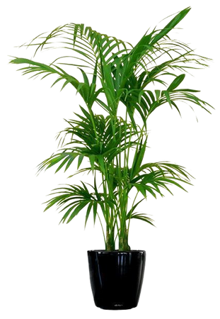 potted plant tall
