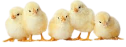 baby chicks no background - Google Search