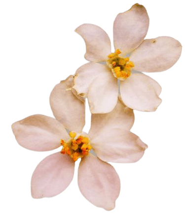 Flower Filler
