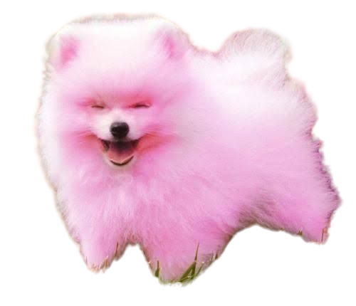 pink dog - Búsqueda de Google