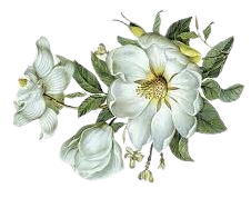green flowers png - Google Search