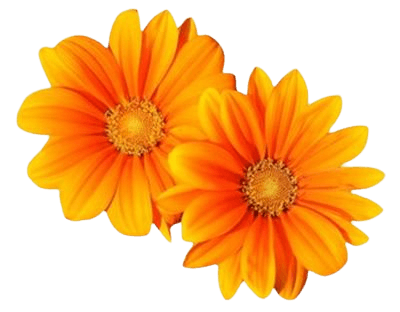 orange flowers png filler