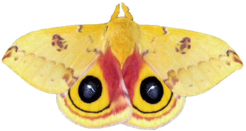 yellow moth