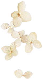 cream flowers