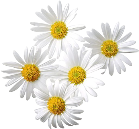 daisies transparent background - Google Search