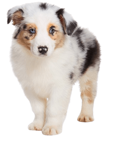 australian shepherd puppy transparent background - Google Search