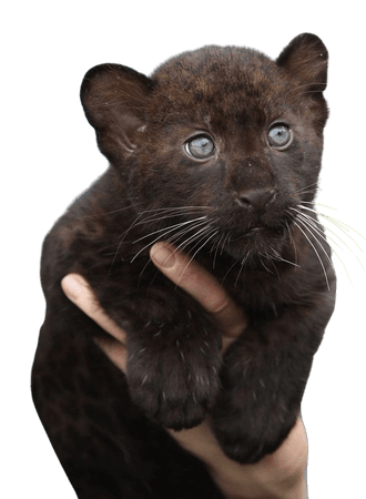 Black panther cub