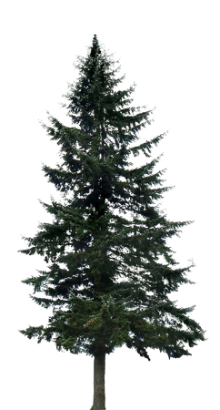 spruce pine tree