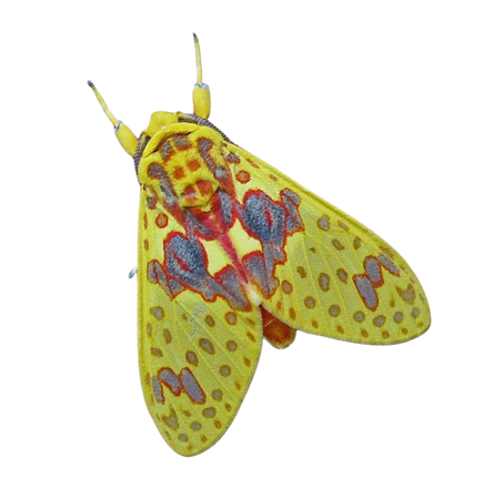 Bella polilla amarilla / Beautiful yellow moth | Explore # 1… | Flickr